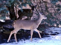 2014028012 Deer in Winter - Moline IL
