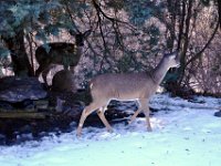 2014028013 Deer in Winter - Moline IL