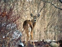 2014028014 Deer in Winter - Moline IL