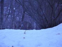 2014028016 Deer in Winter - Moline IL