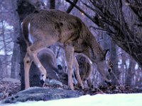 2014028017 Deer in Winter - Moline IL