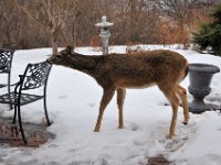 2014031001 Deer in Winter - Moline IL