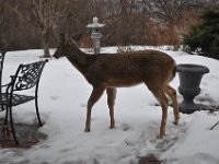 2014031002 Deer in Winter - Moline IL