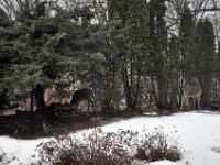 2014031003 Deer in Winter - Moline IL
