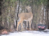 2014031005 Deer in Winter - Moline IL