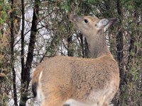 2014031006 Deer in Winter - Moline IL