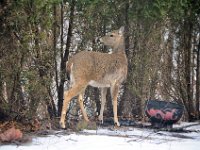 2014031007 Deer in Winter - Moline IL