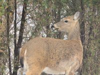 2014031008 Deer in Winter - Moline IL