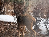 2014031009 Deer in Winter - Moline IL