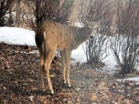 2014031011 Deer in Winter - Moline IL