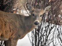 2014031012 Deer in Winter - Moline IL