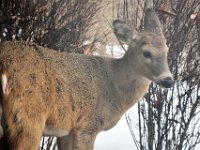 2014031014 Deer in Winter - Moline IL