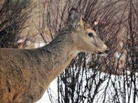2014031015 Deer in Winter - Moline IL