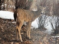 2014031016 Deer in Winter - Moline IL