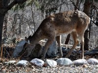 201404121 Deer in Winter - Moline IL