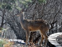 201404125 Deer in Winter - Moline IL