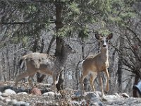 201404131 Deer in Winter - Moline IL
