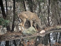 201404135 Deer in Winter - Moline IL