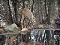 201404137 Deer in Winter - Moline IL