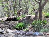 2015 04 03 Deer in Our Gardens - Moline IL - April 22