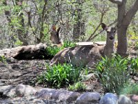 2015043002  Deer in Our Gardens - Moline IL - April 22
