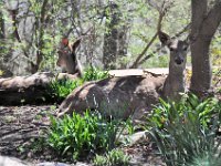 2015043003  Deer in Our Gardens - Moline IL - April 22