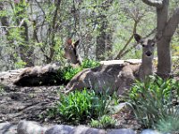 2015043004  Deer in Our Gardens - Moline IL - April 22