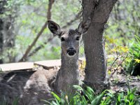 2015043005  Deer in Our Gardens - Moline IL - April 22