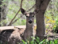 2015043006  Deer in Our Gardens - Moline IL - April 22