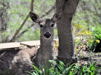 2015043007  Deer in Our Gardens - Moline IL - April 22