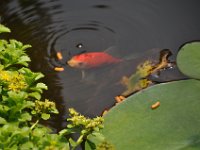 2015072002 Our Fish Pond in July - Moline IL