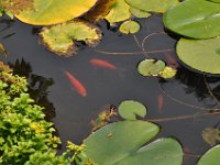 2015072004 Our Fish Pond in July - Moline IL