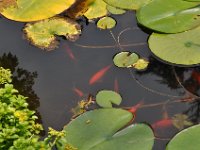2015072005 Our Fish Pond in July - Moline IL