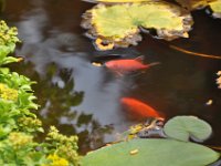 2015 07 02 Our Fish Pond in July
