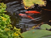 2015072011 Our Fish Pond in July - Moline IL
