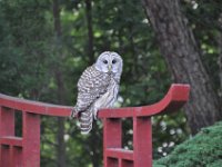 2015097001 Owl On Pond Bridge - Moline IL
