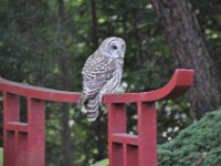 2015097002 Owl On Pond Bridge - Moline IL