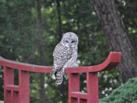 2015097003 Owl On Pond Bridge - Moline IL