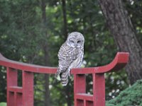2015097004 Owl On Pond Bridge - Moline IL
