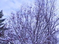 2015116006 Winter in Illinois - Moline IL