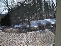 2016022002 Deer in Our South Gardens - Moline IL