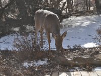 2016022003 Deer in Our South Gardens - Moline IL