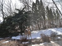 2016022005 Deer in Our South Gardens - Moline IL