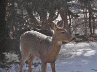 2016022007 Deer in Our South Gardens - Moline IL
