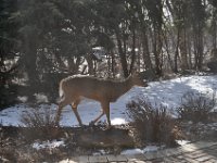 2016022008 Deer in Our South Gardens - Moline IL