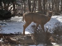 2016022009 Deer in Our South Gardens - Moline IL