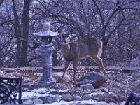 2016022011 Deer in Our South Gardens - Moline IL