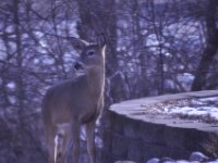 2016022013 Deer in Our South Gardens - Moline IL