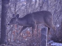 2016022015 Deer in Our South Gardens - Moline IL