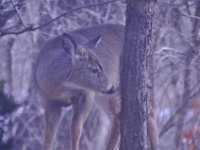 2016022017 Deer in Our South Gardens - Moline IL